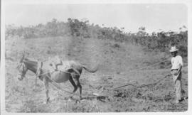 Arado de tração animal