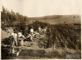 Preparo de mudas de citros para venda