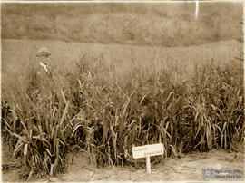 P. H. Rolfs observando plantação de capim imperial