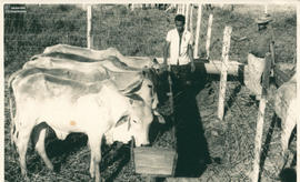 Bovinos 06