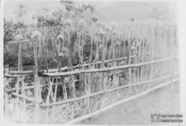 Plantação de cebola