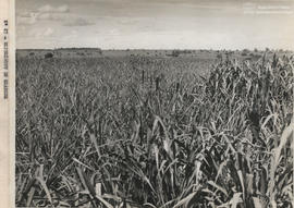 Campo experimental