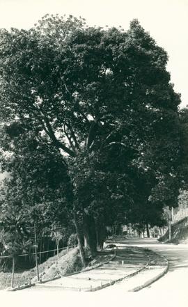 A185 (3)