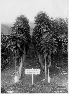 Viveiro de magnólia amarela