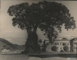 Paineira