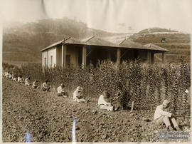 Aula prática de plantio de citros