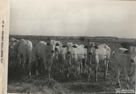 Bovinos