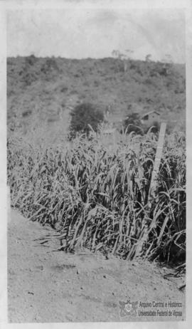 Plantação Experimental