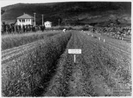 Plantação de Trigo e Residência do Diretor