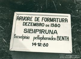 Árvore de formatura de 1980