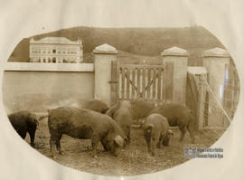 Porcas da raça "Duroc-Jersey"