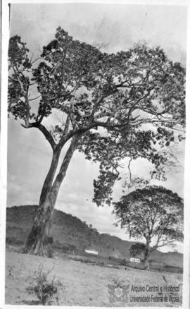 Paineira e Gameleira próximas à Residência do Diretor