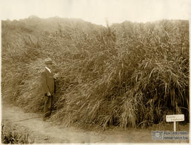 P.H Rolfs observando plantação de capim elefante