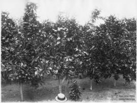 Experimento com Citrus Tangelo