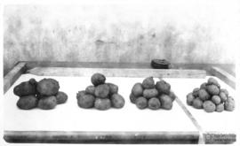 Batata inglesa colhida na ESAV