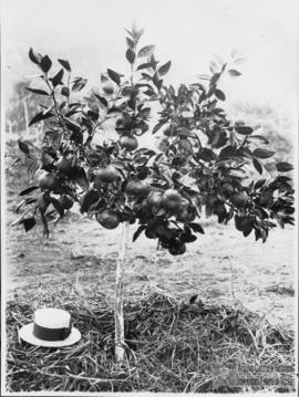 Experimento com citros de origem chinesa