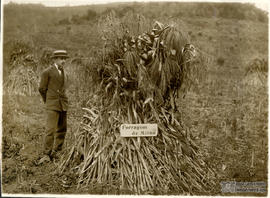 Bello Lisboa observando forragem de milho