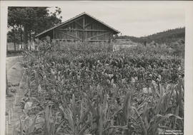 Paiol da fitotecnia