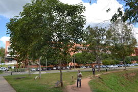 Árvore de 2002/II (02)