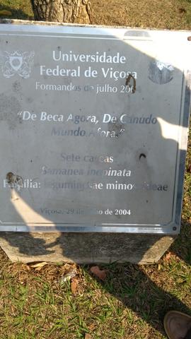 Árvore de 2004/I (03)