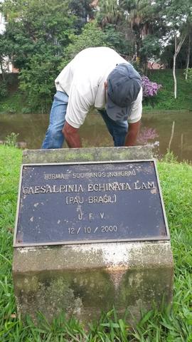 Árvore de 2000/I (03)