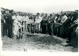 Árvore de 1938/II