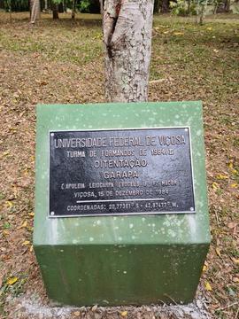 Árvore de 1984/Il (01)