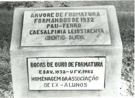 Árvore de 1932/II (02)