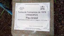 Árvore de 1978/II (02)