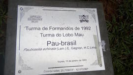 Árvore de 1992/II (02)