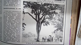 Árvore de 1933/II (01)