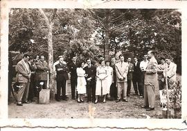 Árvore de 1950/II (01)