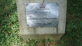 Árvore de 1984 - II - Ipê Amarelo