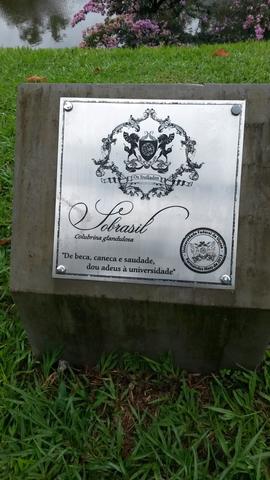 Árvore de 2012/II (02)